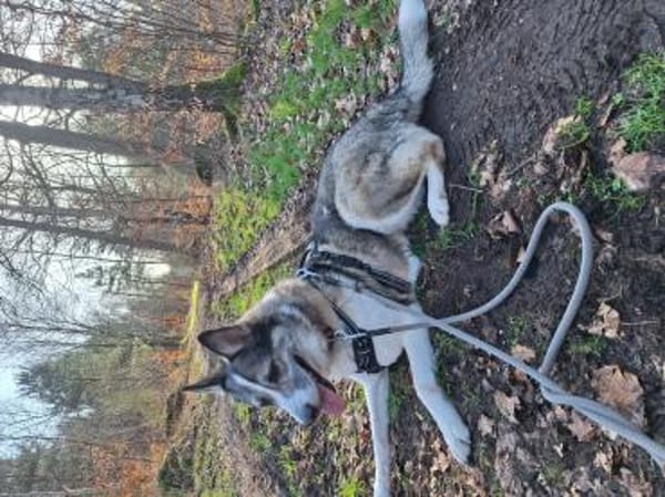 aufgeschlossener BOBBY braucht Anschluß