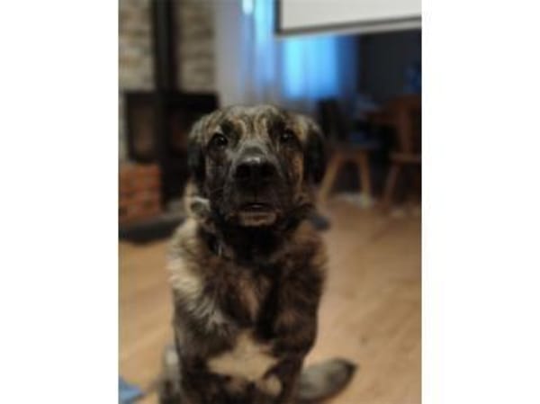 Kaiso - wartet in 57520 Friedewald