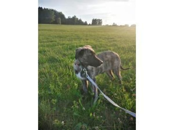 Kaiso - wartet in 57520 Friedewald