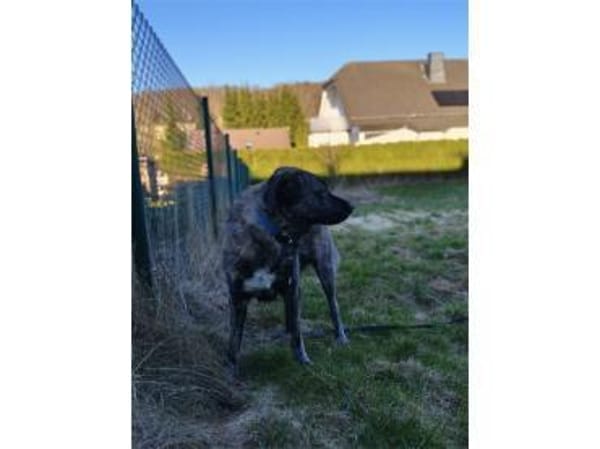 Kaiso - wartet in 57520 Friedewald