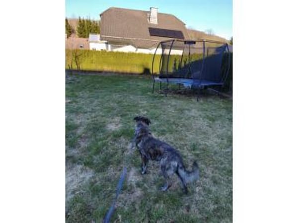 Kaiso - wartet in 57520 Friedewald