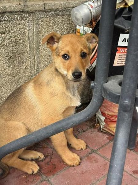 Kleine Brownie wartet auf ihre Menschen!