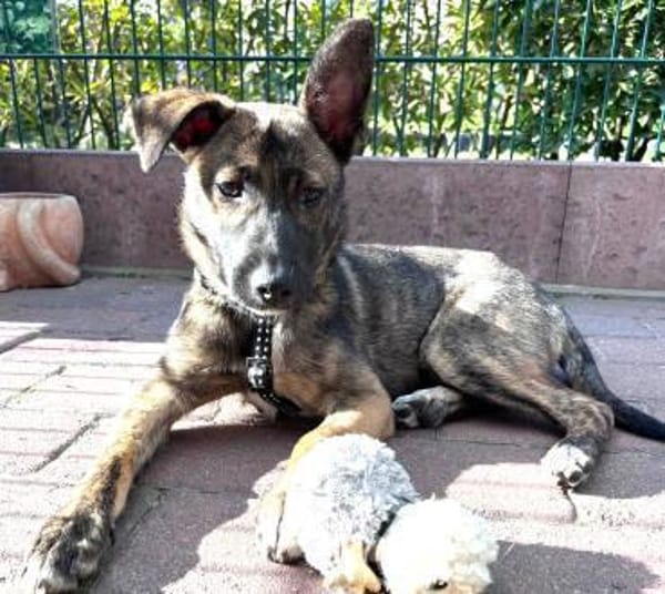 Wisey wartet in Hamburg auf sein Zuhause