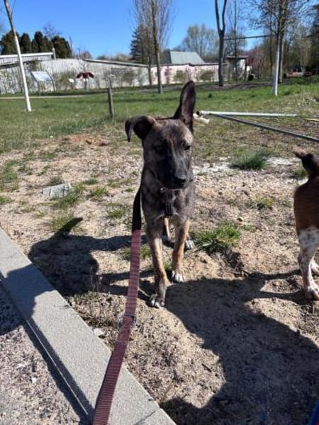 Wisey wartet in Hamburg auf sein Zuhause