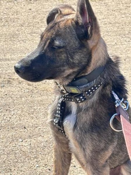 Wisey wartet in Hamburg auf sein Zuhause