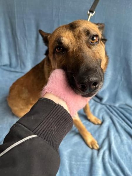 Schmusemaus sucht ihr Für-immer-Zuhause