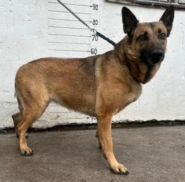 Schmusemaus sucht ihr Für-immer-Zuhause