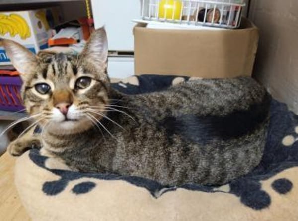 Monty sucht in Wohnungshaltung