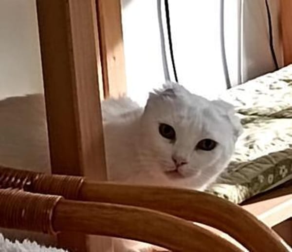 Nava sucht mit Balkon/Terrasse/Garten