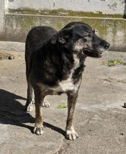 Lulu, freundliche Hündin sucht Familie