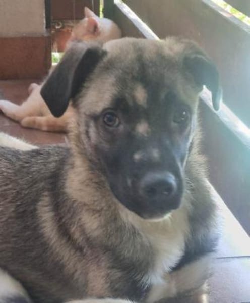 Kirin sucht tolle Menschen