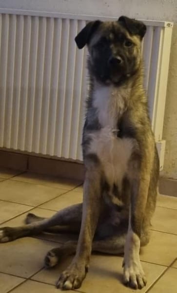 Kirin sucht tolle Menschen