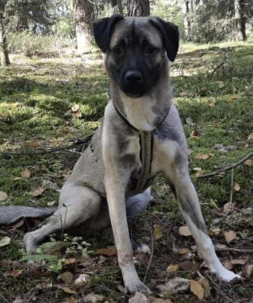 Kirin sucht tolle Menschen