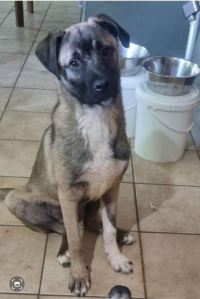 Kirin sucht tolle Menschen