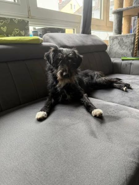 Zottel  - ein total lieber Terrier-Bub