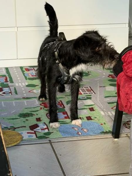 Zottel  - ein total lieber Terrier-Bub
