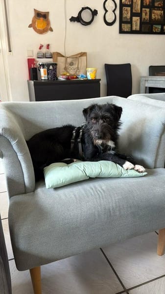 Zottel  - ein total lieber Terrier-Bub