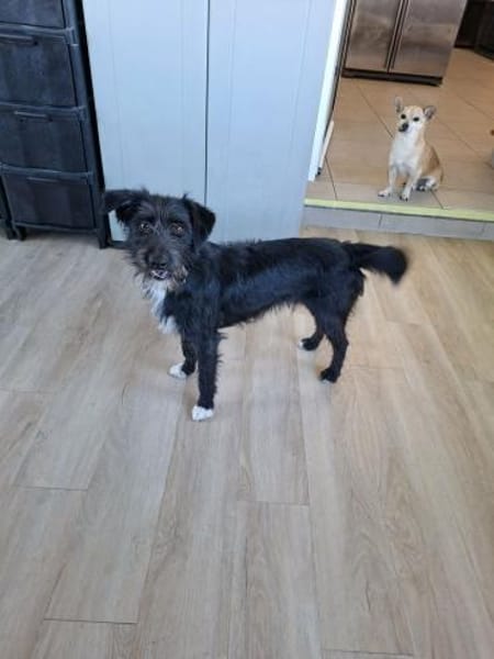 Zottel  - ein total lieber Terrier-Bub