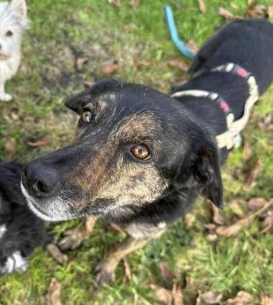 CANDELA * auf dem Weg zur Familienhündin