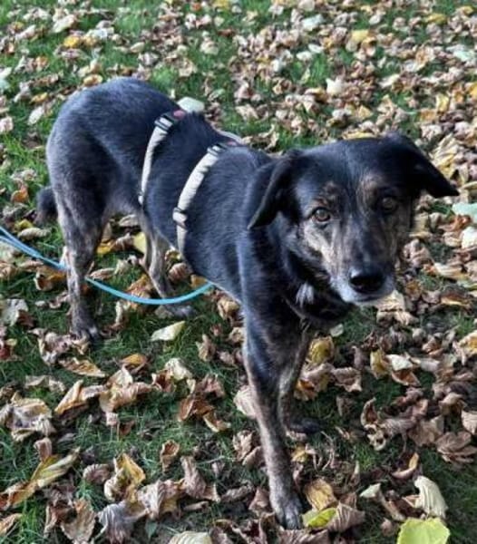 CANDELA * auf dem Weg zur Familienhündin