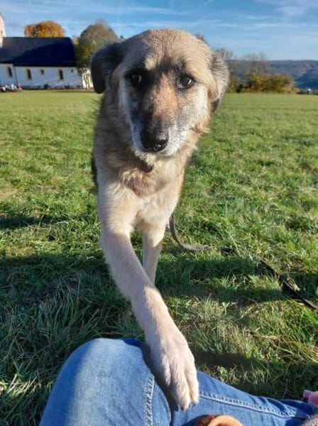 FITZY * liebenswerteSie Hilfe&Sicherheit