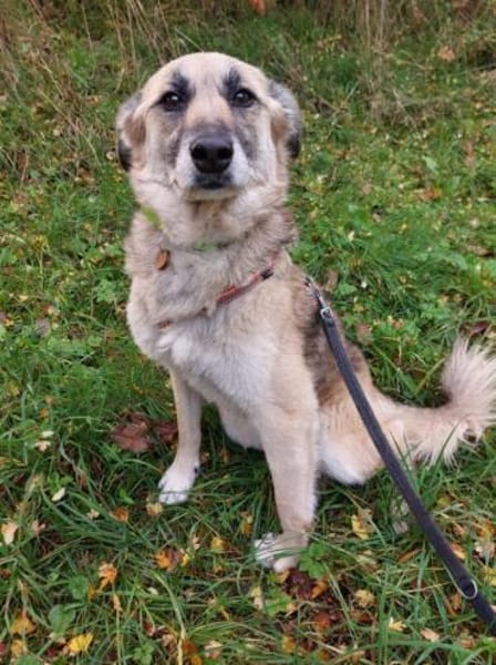 FITZY * liebenswerteSie Hilfe&Sicherheit