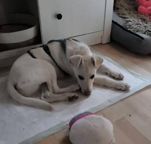 Tom, kleiner Rüde sucht Zuhause