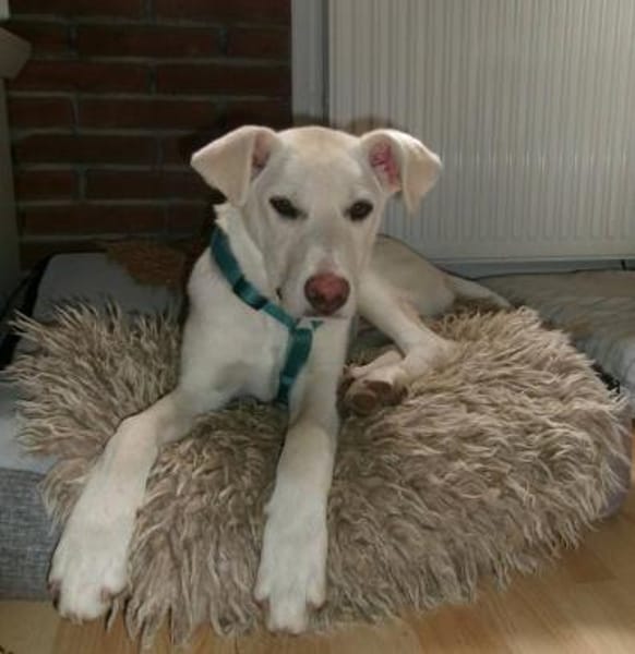 Tom, kleiner Rüde sucht Zuhause