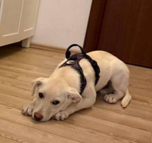 Tom, kleiner Rüde sucht Zuhause