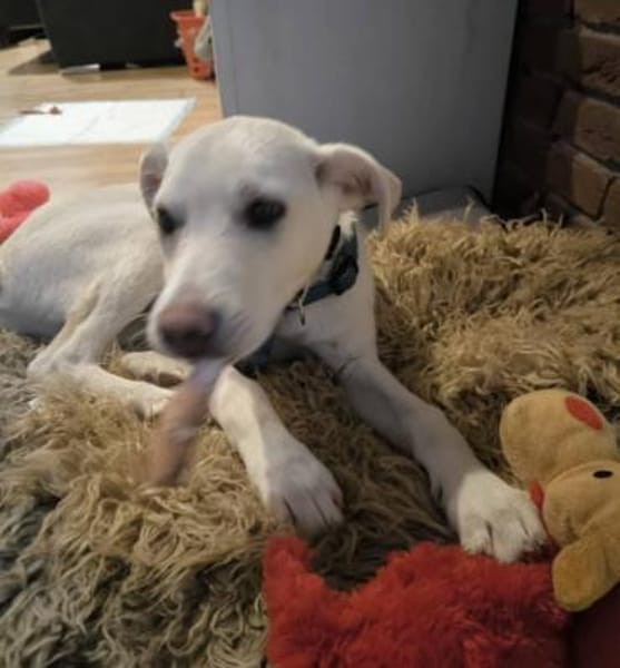 Tom, kleiner Rüde sucht Zuhause