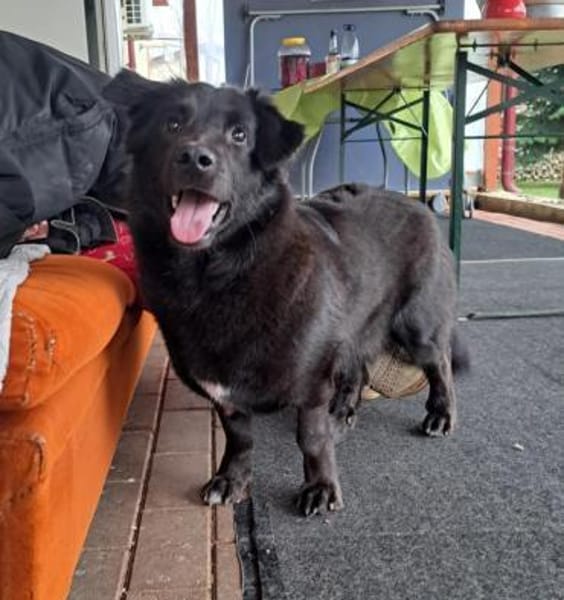 Nero, Junghund sucht neue Familie