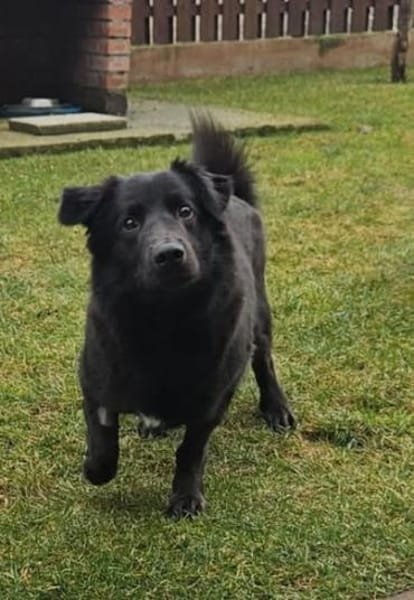 Nero, Junghund sucht neue Familie