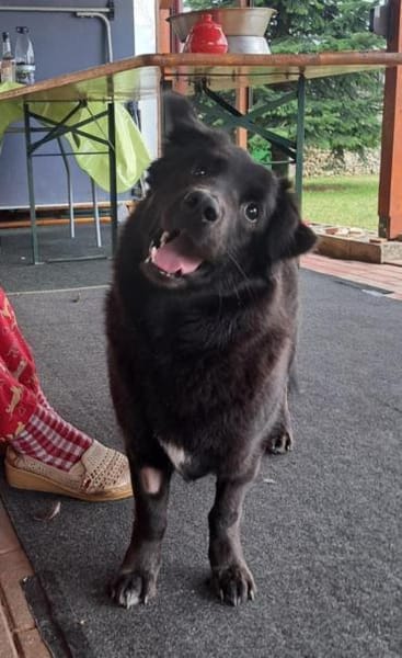 Nero, Junghund sucht neue Familie