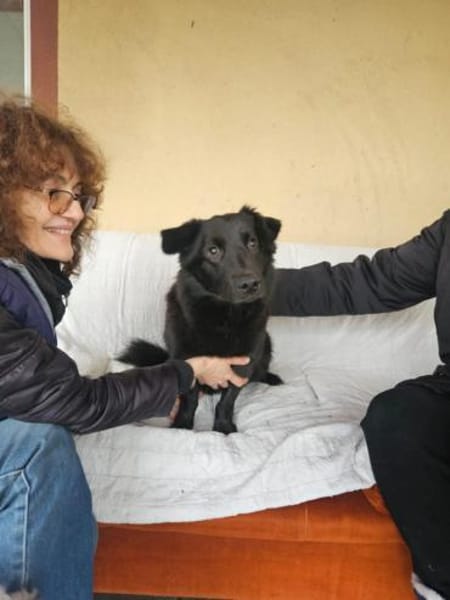 Nero, Junghund sucht neue Familie