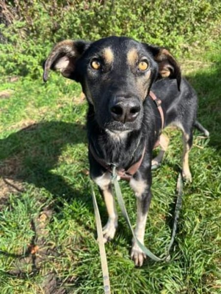 JAGO -Freundlich, aufgeschlossen &sozial