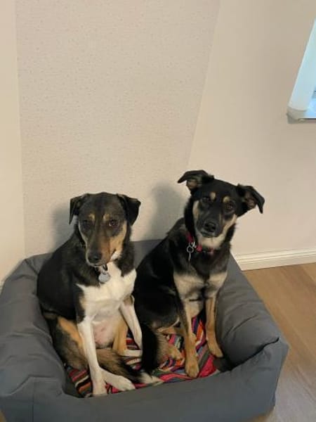 Merve  hochsensibel und besonders