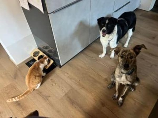 HERA -Sanfte, neugierige Seele-