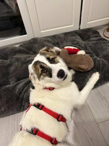 MELLIE * vorsichtig freundlich kuschlig