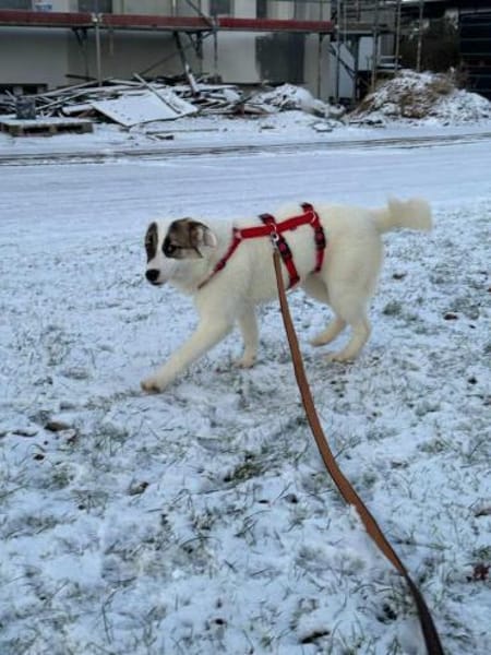 MELLIE * vorsichtig freundlich kuschlig