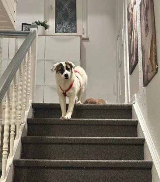 MELLIE * vorsichtig freundlich kuschlig