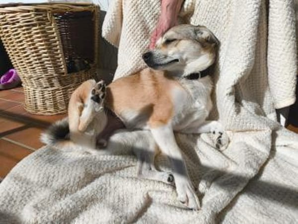 ❤Traumhund Lotti sucht ihr Glück...