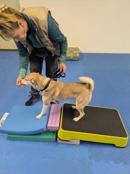 ❤Traumhund Lotti sucht ihr Glück...