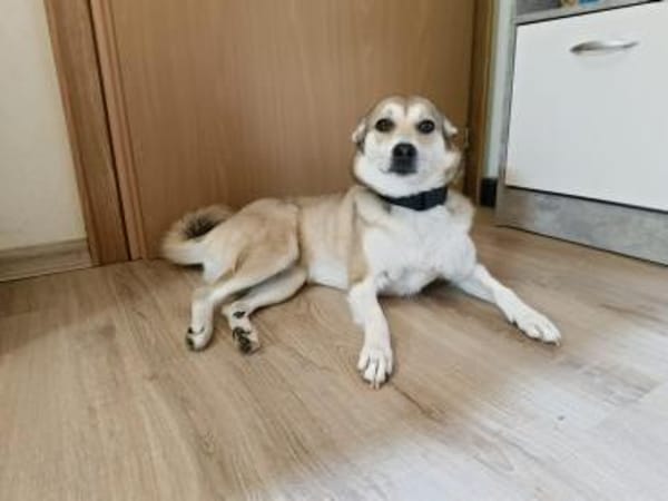 ❤Traumhund Lotti sucht ihr Glück...