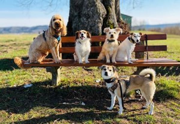 ❤Traumhund Lotti sucht ihr Glück...