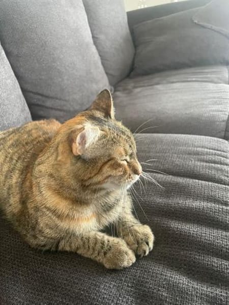 Einzelprinzessin Lili - dringend!