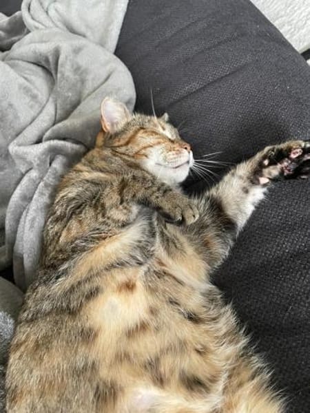 Einzelprinzessin Lili - dringend!