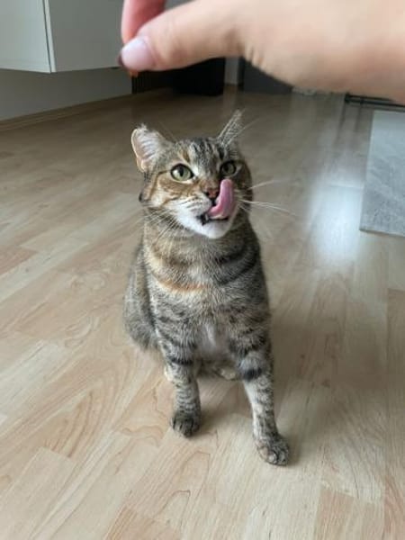 Einzelprinzessin Lili - dringend!