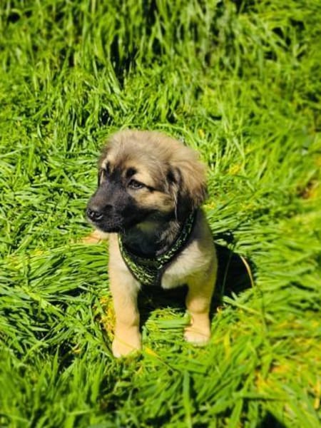 Trudi ein liebes Hunde Kind