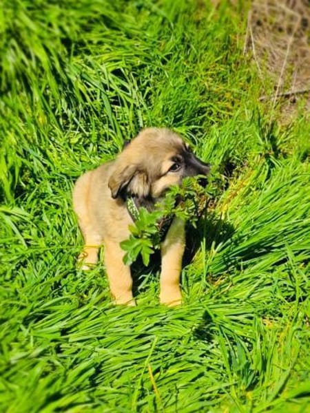 Trudi ein liebes Hunde Kind