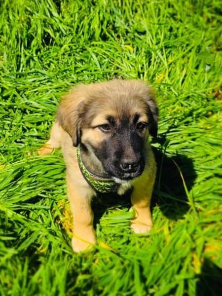 Trudi ein liebes Hunde Kind